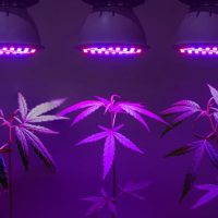 cannabis-licht
