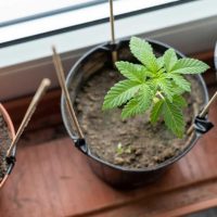 Growing cannabis plants at home at a window during day time.